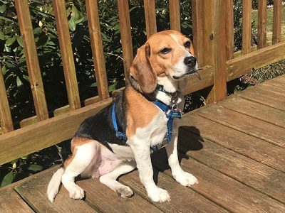 Sydney – Adopted April 2019 Sydney – Adopted April 2019