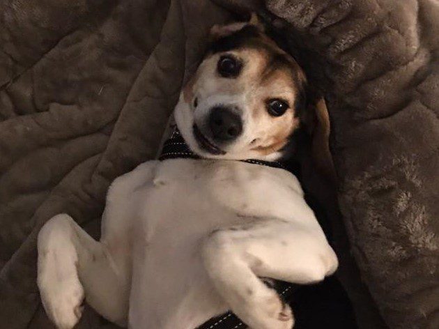 Lola – Adopted February 2020 Lola – Adopted February 2020