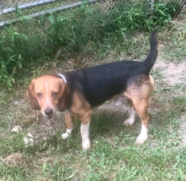 Skipper – Adopted July 2019 Skipper – Adopted July 2019