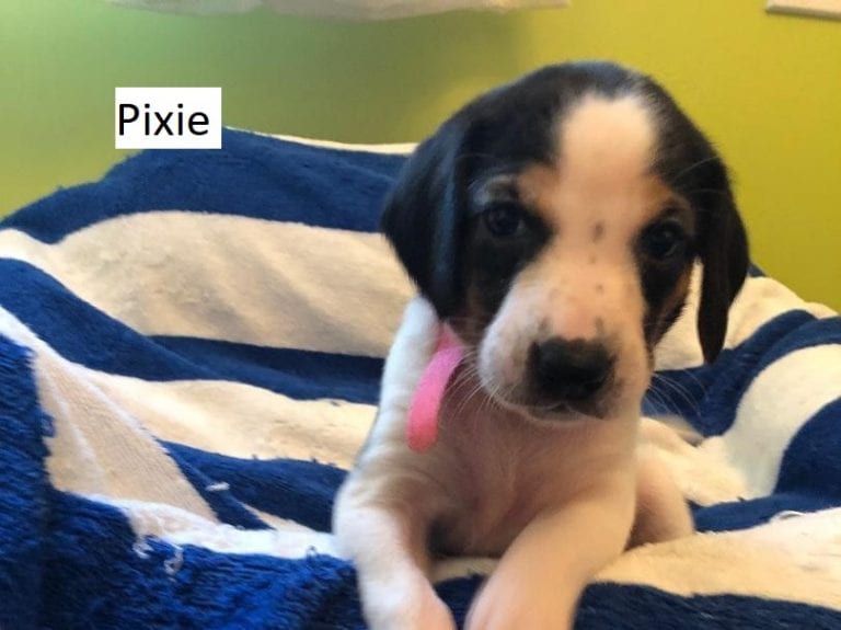Pixie – Adopted October 2019