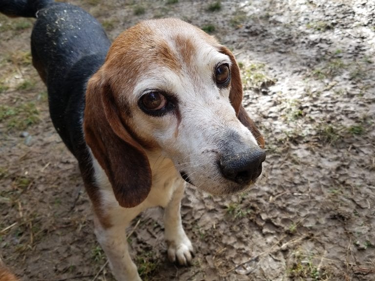 Fred (Senior) – Adopted February 2020 Fred (Senior) – Adopted February 2020