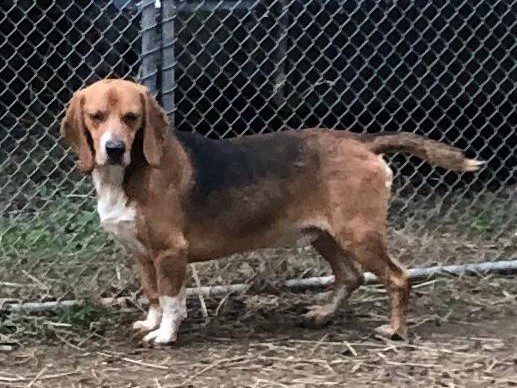 Red – Adopted April 2020 Red – Adopted April 2020