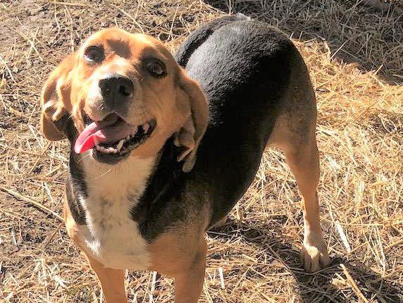 Sage – Adopted January 2020 Sage – Adopted January 2020