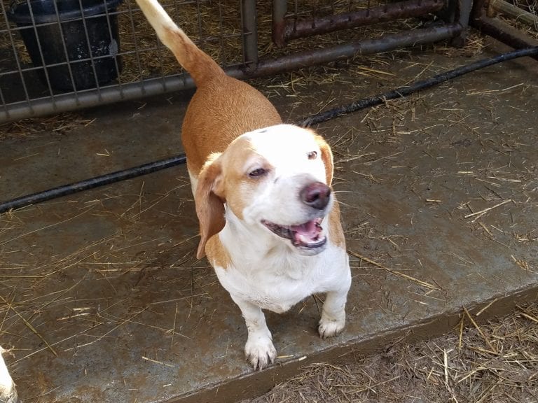 Wilma – Adopted February 2020 Wilma – Adopted February 2020