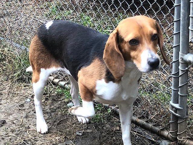Izzy – Adopted February 2020 Izzy – Adopted February 2020
