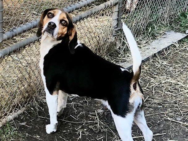 Pebbles – Adopted April 2020 Pebbles – Adopted April 2020