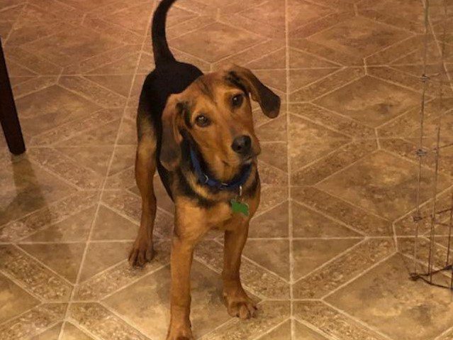 Popeye – Adopted May 2020 Popeye – Adopted May 2020