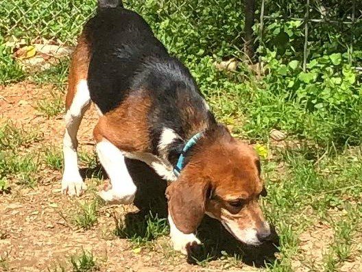 Zane – Adopted May 2020 Zane – Adopted May 2020
