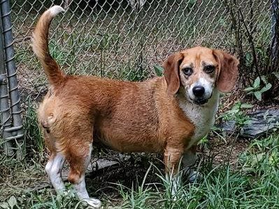 Crissy – Adopted August 2020 Crissy – Adopted August 2020