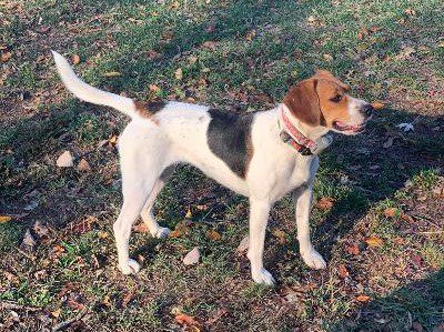Dixie – Transferred to another rescue Dixie – Transferred to another rescue