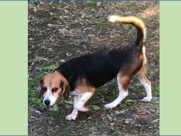 Minnie – Adopted January 2021 Minnie – Adopted January 2021