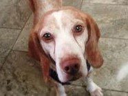 Latte – Adopted March 2021 Latte – Adopted March 2021