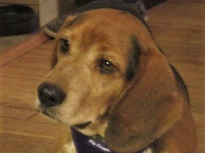 Xan – Adopted March 2021 Xan – Adopted March 2021
