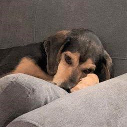 Dazzle – Adopted January 2022 Dazzle – Adopted January 2022