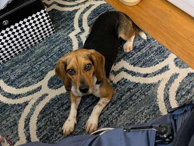 Gabby – Adopted August 2022 Gabby – Adopted August 2022