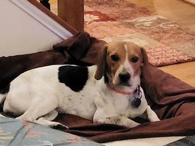 Autumn Joy – Adopted November 2021 Autumn Joy – Adopted November 2021
