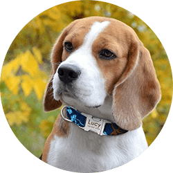 Beagle shelters store