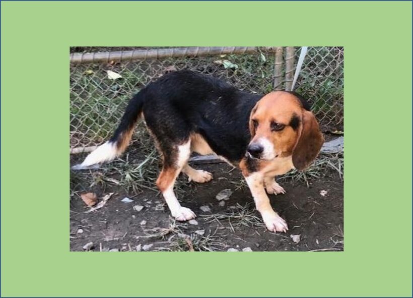 Chaz – Adopted January 2022