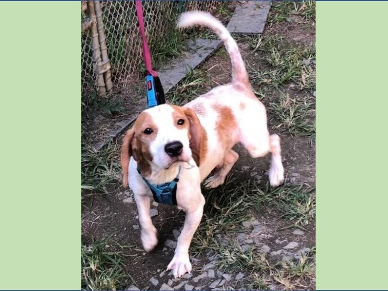 Diz – Adopted January 2022 Diz – Adopted January 2022