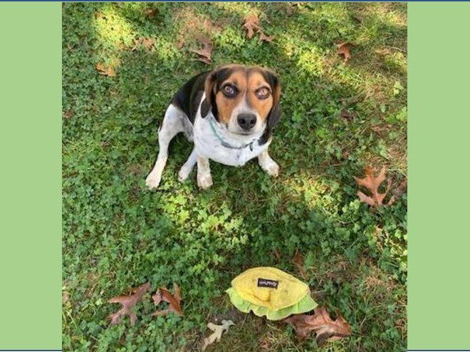 Daisy Duke – Adopted November 2021 Daisy Duke – Adopted November 2021