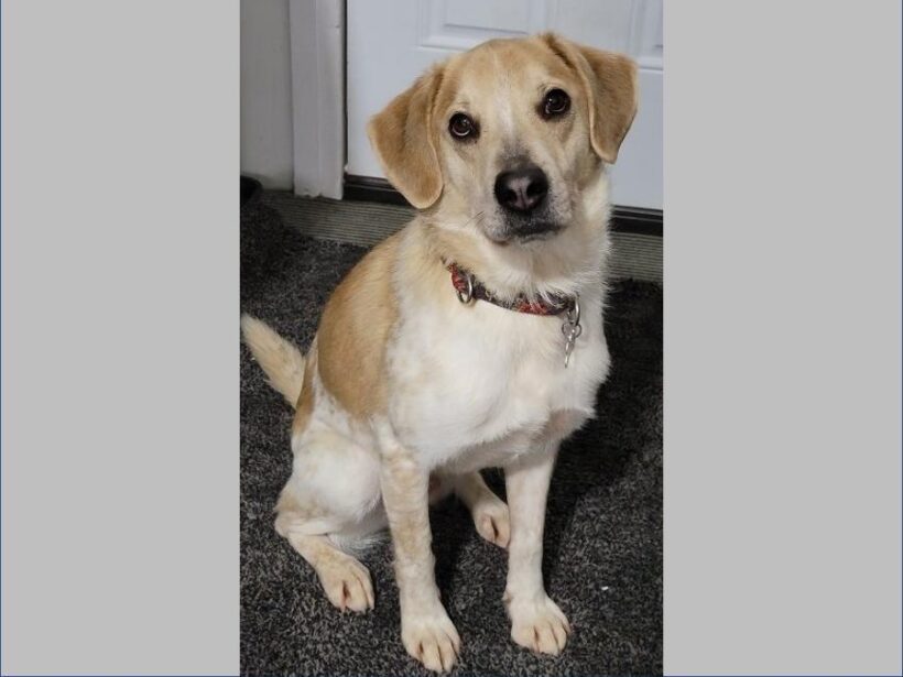 Mooch – Adopted March 2022 Mooch – Adopted March 2022