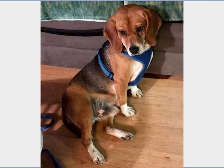 Tank – Adopted December 2021 Tank – Adopted December 2021