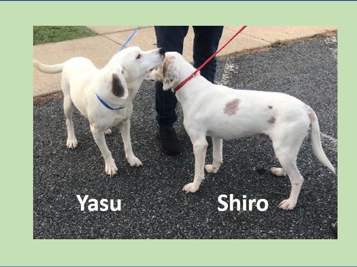 Yasu & Shiro (Bonded Pair) – Special Needs Yasu & Shiro (Bonded Pair) – Special Needs