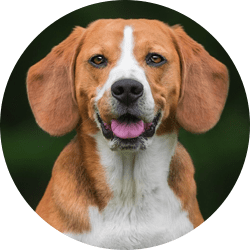 Beagle dogs best sale for rehoming