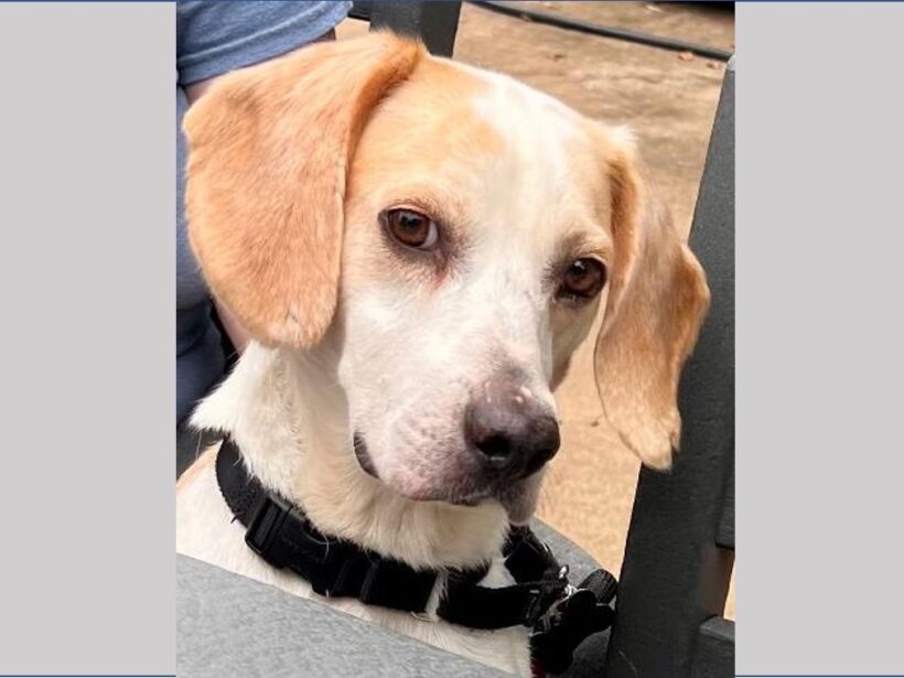 Chevy – Adopted August 2022