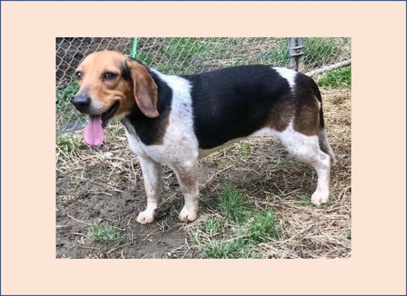Callie – Adopted May 2022