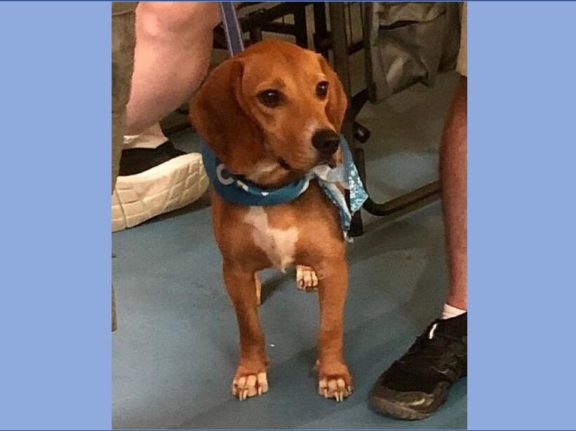 Dane – Adopted September 2022