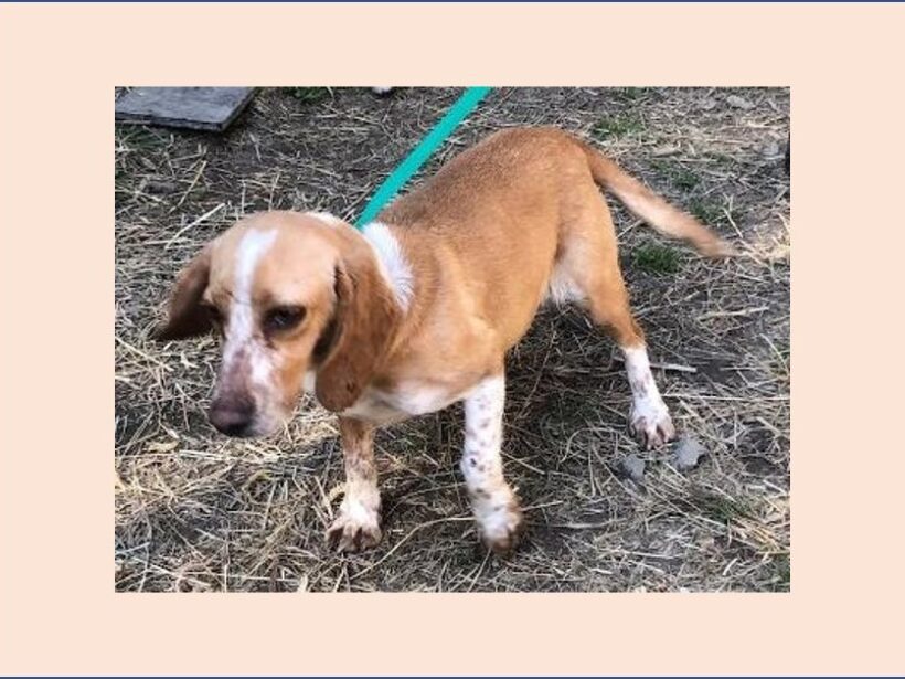 Kammy – Adopted April 2022