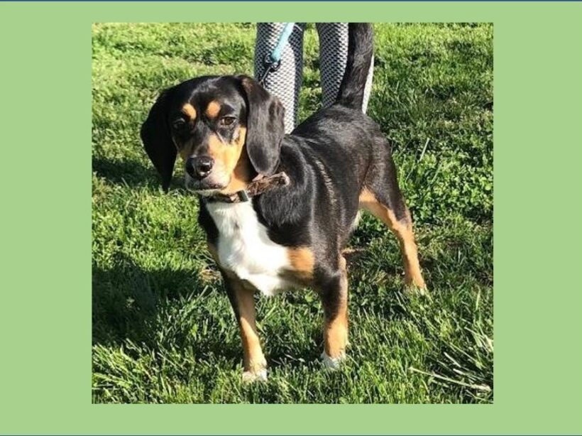 Peanut – Adopted May 2022