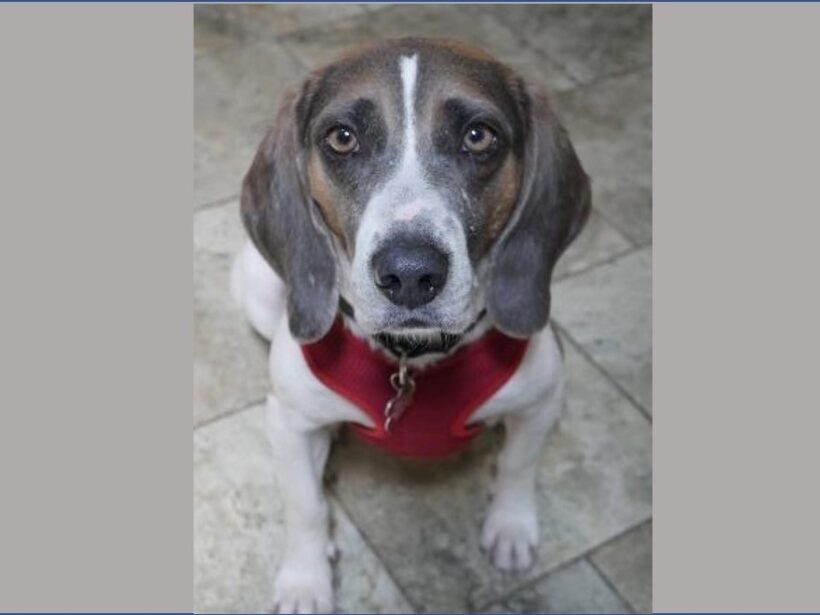 Noah – Adopted July 2022