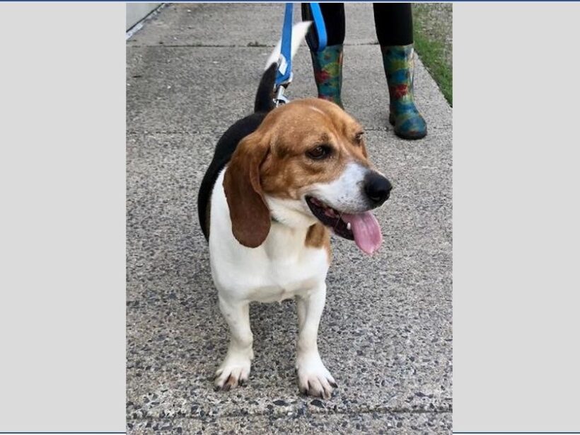 Picasso – Adopted August 2022