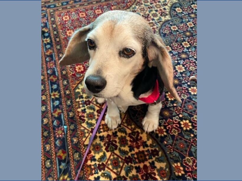 Frances – Courtesy Post for Gray Face Acres – Adopted