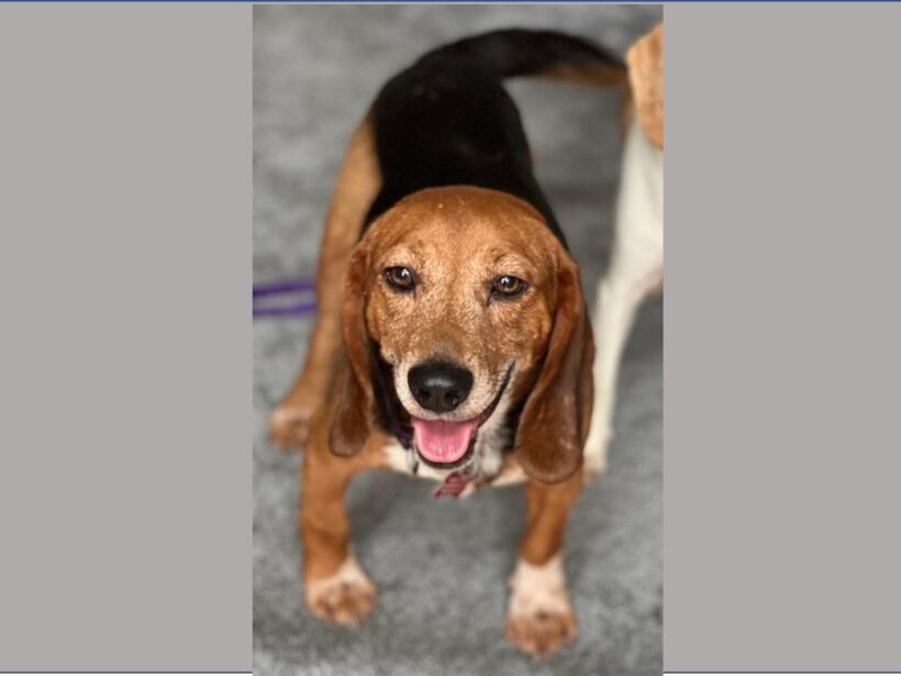 Ruckus – Adopted November 2022