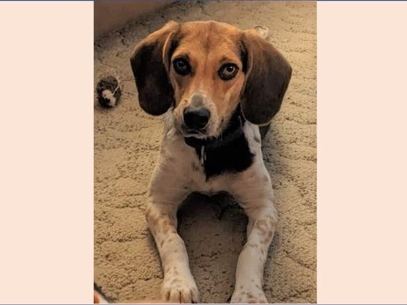 Sylvie – Adopted October 2022