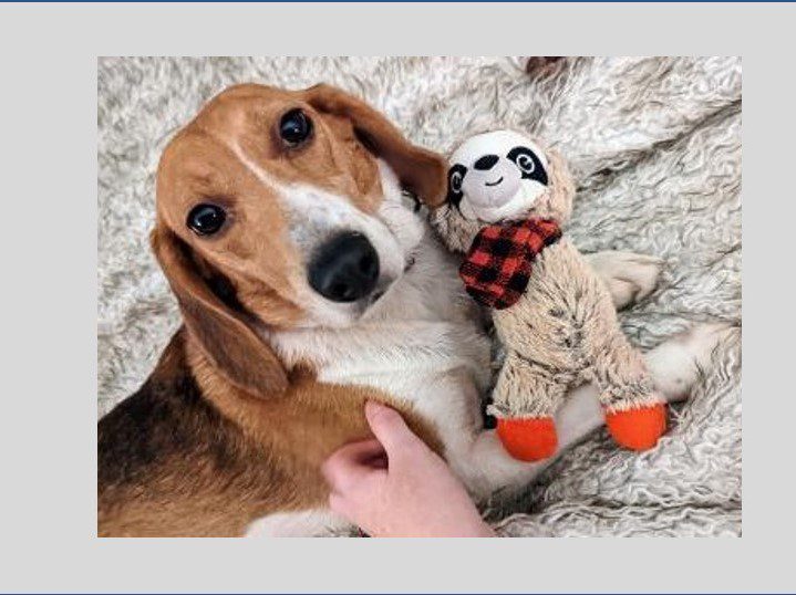 Misty – Adopted December 2022 Misty – Adopted December 2022
