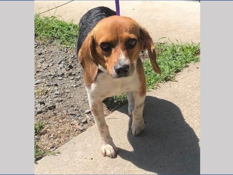 Lee Ann – Adopted September 2022
