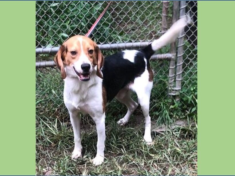 Tobin – Adopted November 2022