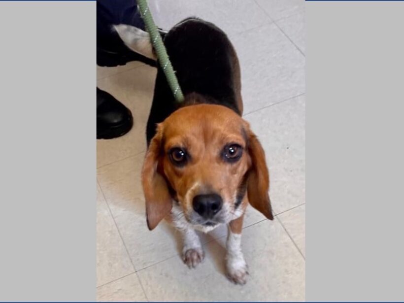 Dori – Adopted November 2022
