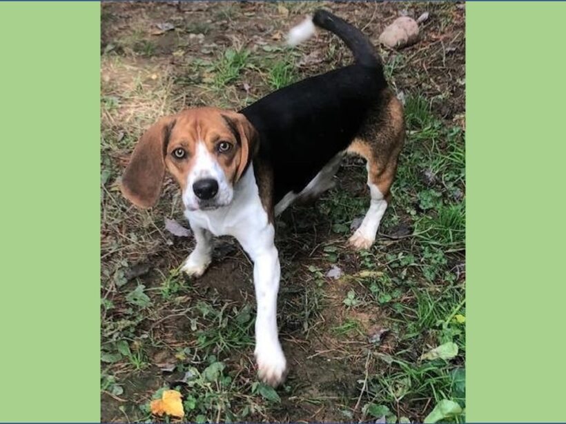 Arcturus (Turo) – Adopted December 2022