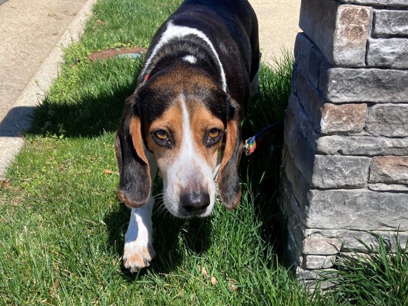Cassie – Adopted June 2023