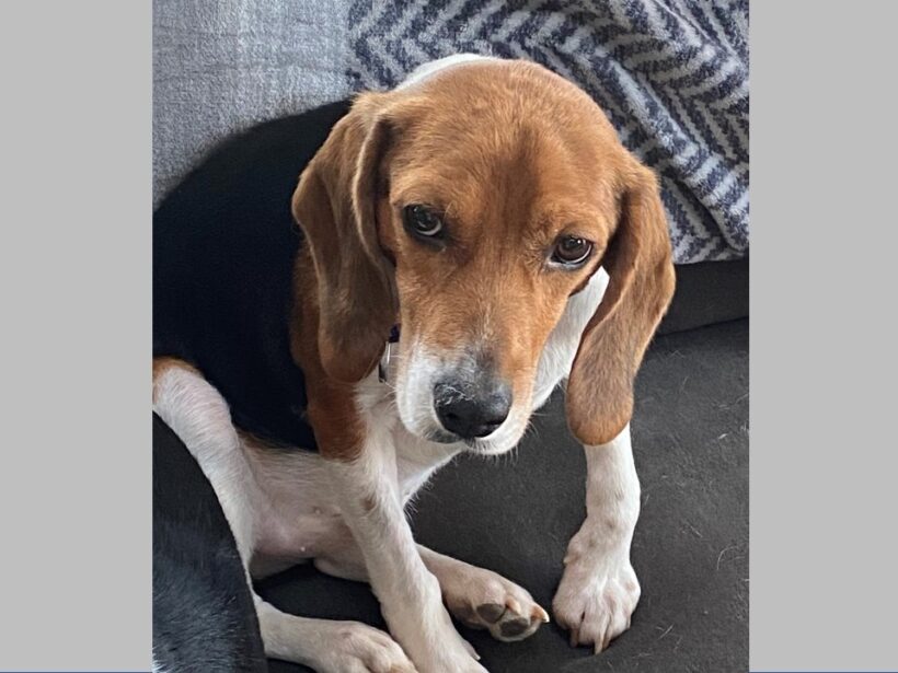 Lebeau – Adopted February 2023