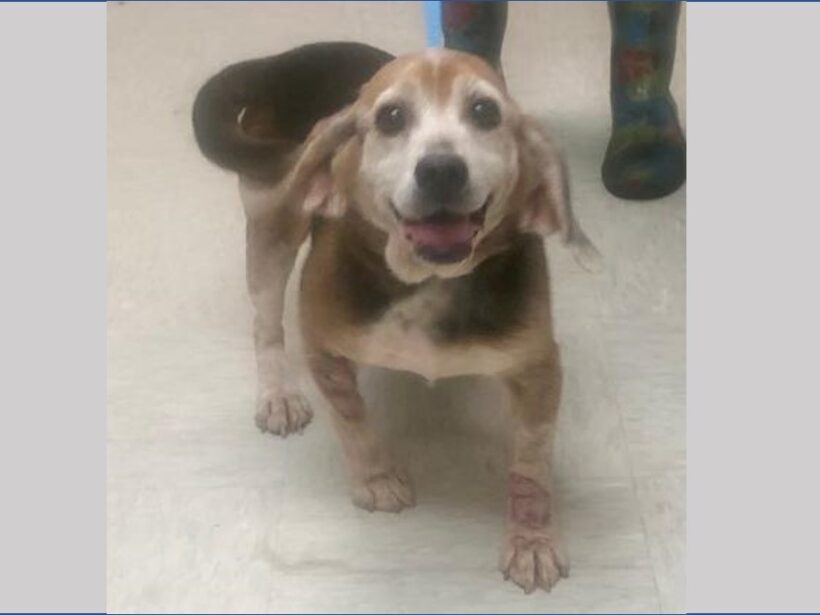 Mary Kate – Adopted December 2022 Mary Kate – Adopted December 2022