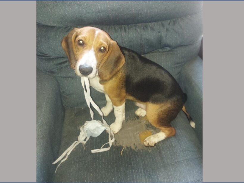 Buddy – Adopted March 2023