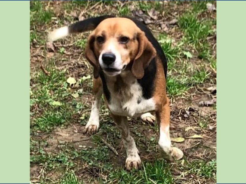Gavin – Adopted March 2023