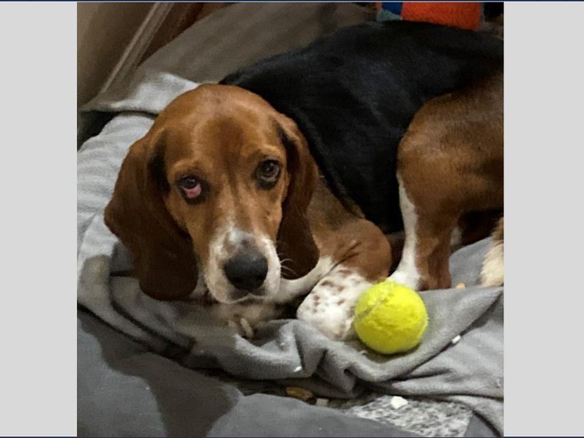 Hauser – Adopted July 2023