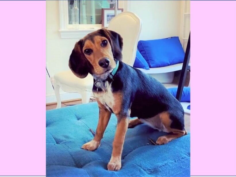Maybellene – Adopted January 2023